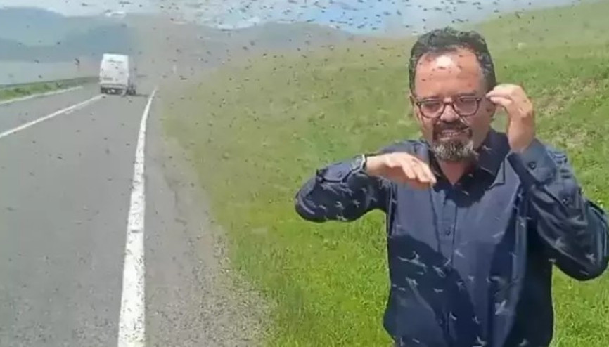 Çıldır Gölü çevresinde ‘yeşil sinek’ istilası Çıldır Gölü çevresinde ‘yeşil sinek’ istilası