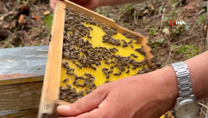 Bu balın azı şifa, fazlası tehlike