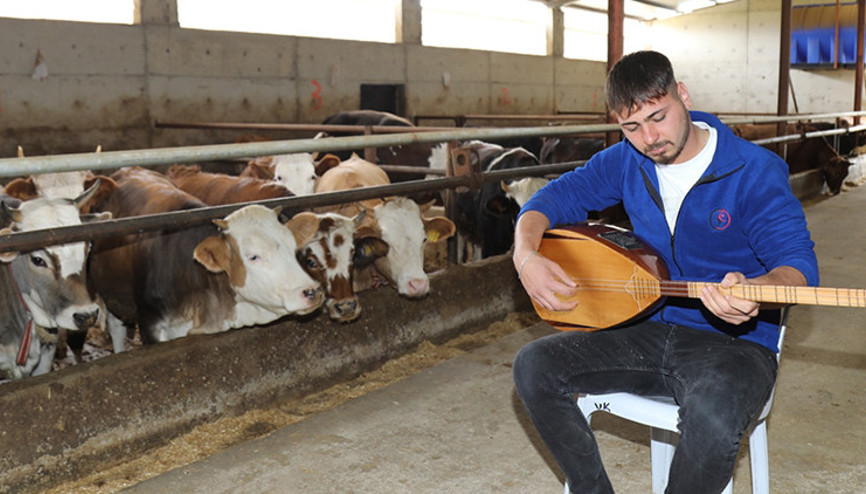 Ankaralı besici hayvanları için bağlama çalıyor