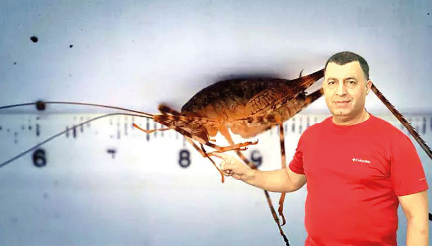 Dicleli çekirge: ‘Troglophilus diclensis’