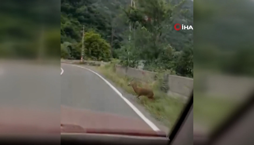 Karaca, seyir halindeki bir aracın camına çarptı