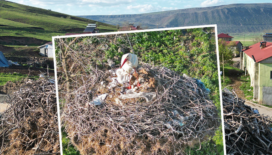 Köylüleri hayran bırakan manzara: Yavrularının başından bir an olsun ayrılmadı