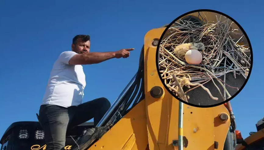 Binlerce liralık kaybı göze alan operatör, kumru yuvası bozulmasın kepçesine kontak vurmuyor