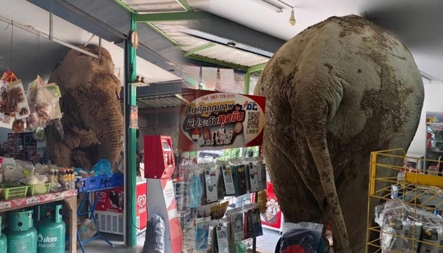 Fil markete girdi: Atıştırmalıkları sildi süpürdü