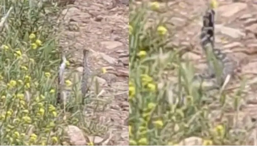 Yılanların dansı böyle görüntülendi