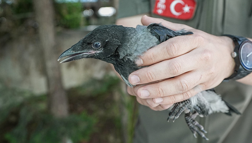 Büyüleyici zeka Bölgede sık sık uçup ses çıkarıyorlardı, nedeni şaşkına çevirdi