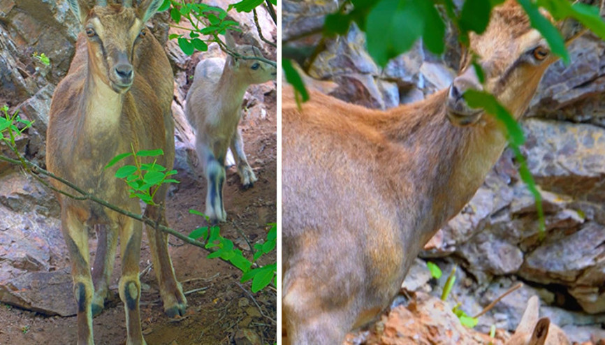 Erzincandaki o eşsiz anlar: Doğa fotoğrafçısı sosyal medyada paylaştı, büyük beğeni topladı