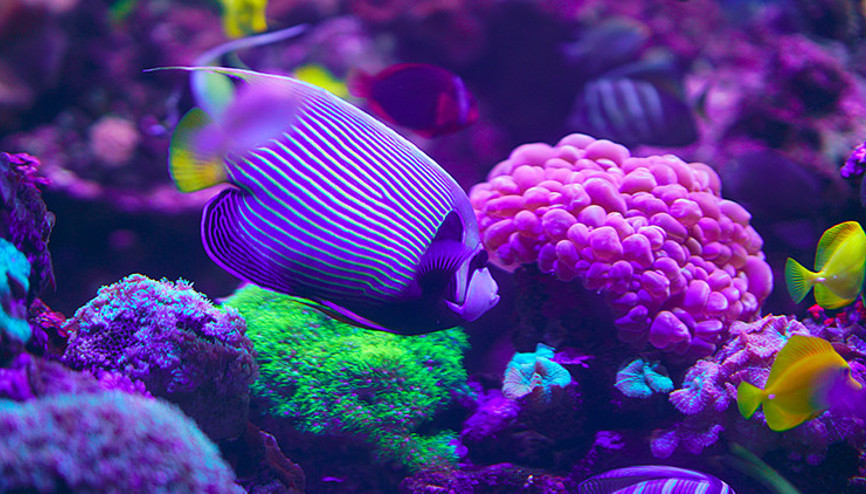 Denizler altında rengârenk bir dünya