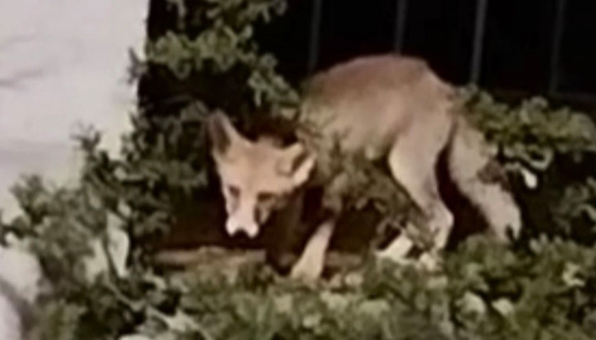 Osmaniyede yiyecek aramak için yerleşim yerine indi