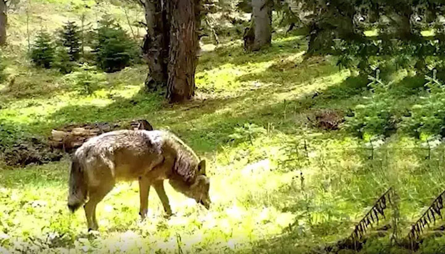 Bursada fotokapana yakalandı