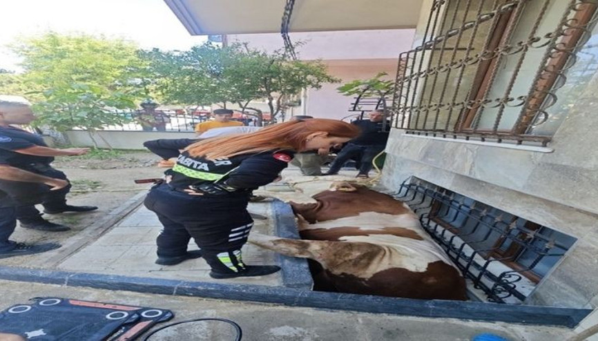 Pencere boşluğuna düşen kurbanlık boğa böyle kurtarıldı