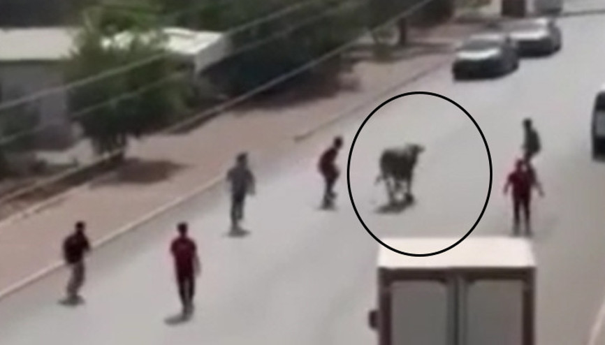 Mersinde kaçan boğa trafiği birbirine kattı