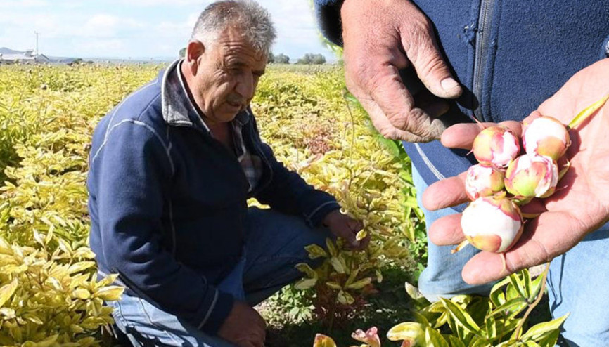 Hollandadan Yozgata getirdi Bir gecede bütün emeği yok oldu