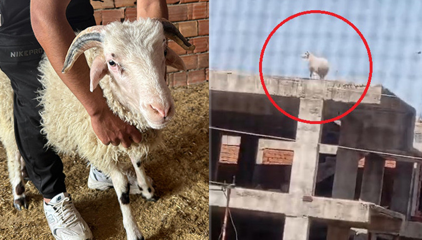 Kuzuyken alıp büyüttü Kaçıp 3 katlı binanın üzerine çıkınca sahibi kıyamadı