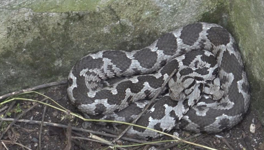 Balıkesirde engerek yılanı alarmı Ekipler harekete geçti