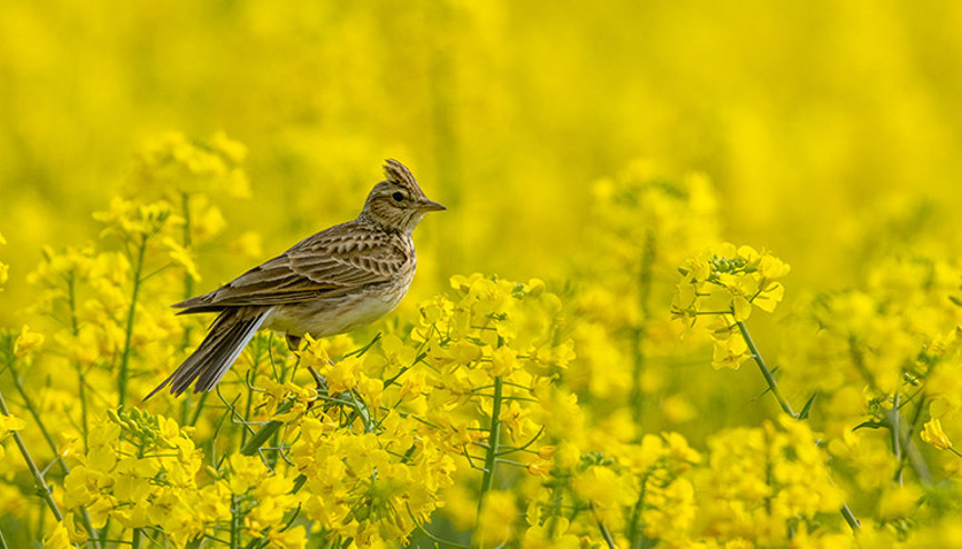 Anadolu’nun kuşlu-çiçekli takvimi