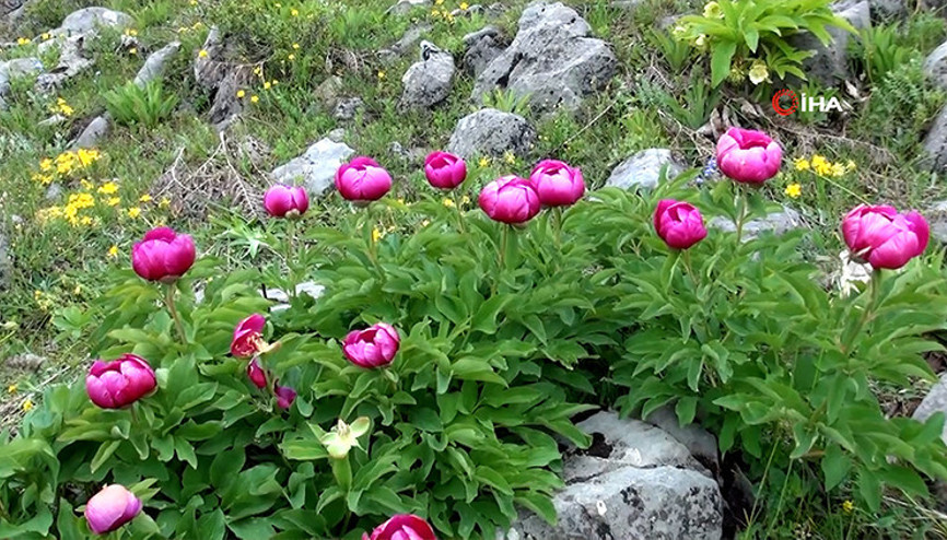 Yılda 10 gün açıyor: Bu çiçeği koparmanın cezası yarım milyon