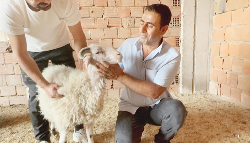 Firar edince satılmaktan kurtuldu... Kıyamam ben sana koçum