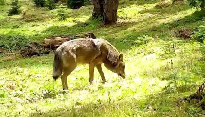 Nesli tükenmek üzere Bursada ortaya çıktı