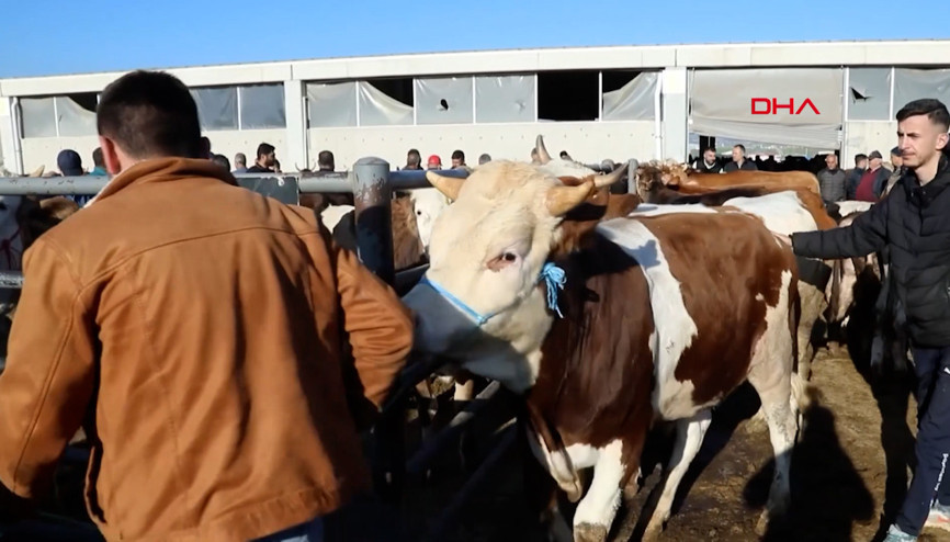 Bakan Yumaklı: Kalan kurbanlıklar, Et ve Süt Kurumu tarafından satın alınacak