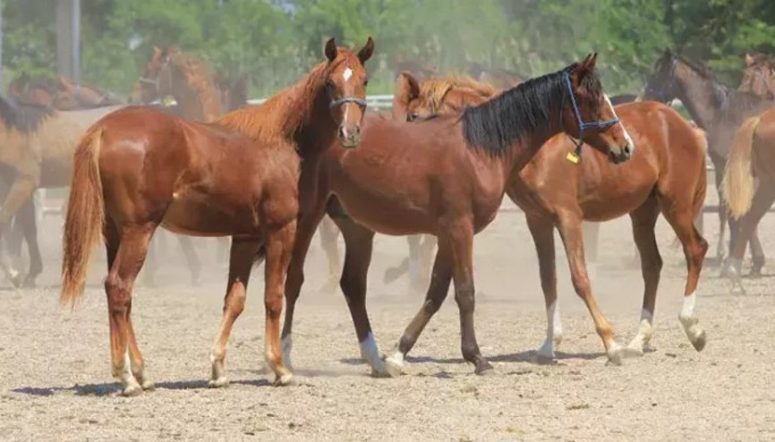 Litresi 2,5 milyon lira, yok satıyor