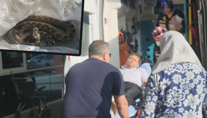 Ailesiyle pikniğe gitti, ayağını yılan ısırdı