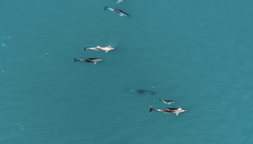 Karadenizde su yüzeyine çıktılar, dronla böyle görüntülendiler