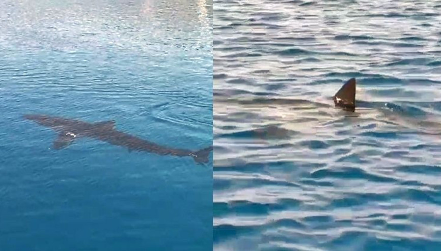 Gökova Körfezinde Beyaz Kum Köpekbalığı sürprizi