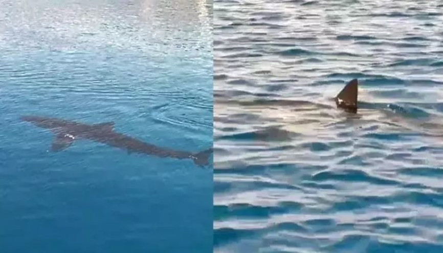 Gökova Körfezi’nde beyaz kum köpekbalığı görüldü