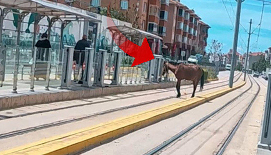 Eskişehirde ilginç olay: Tramvay durağındaki atı görenler şaştı kaldı