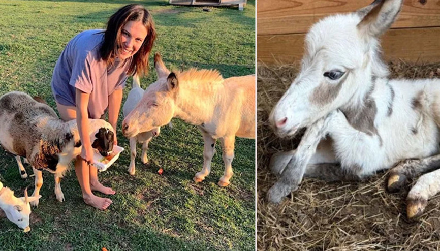 Ünlü oyuncu gösterişli bir törenle evlenip çiftliğe gelin gitmişti: Eşeğinin yavrusu oldu... Büyükannesinin adını verdi