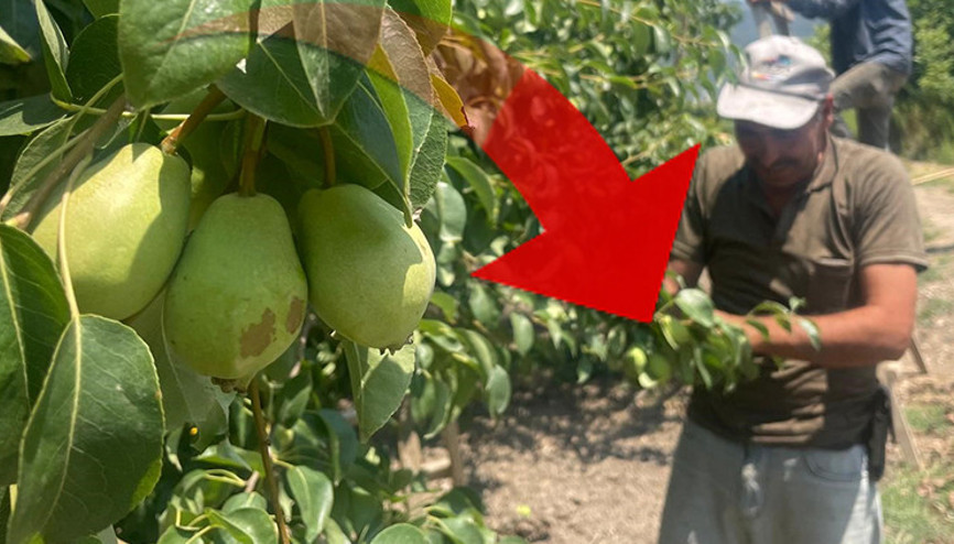 Tonlarca meyveyi dalından koparıp yere atıyorlar... Neden yaptıklarını böyle anlattı