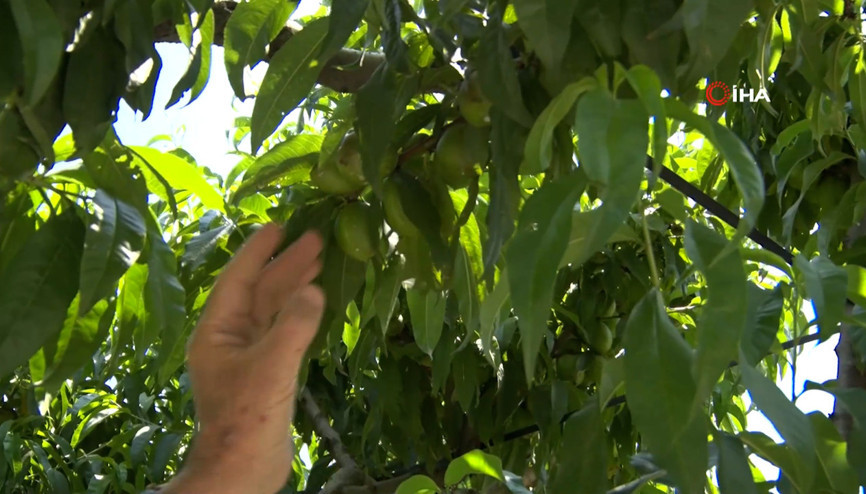 Tonlarca armut ve şeftaliyi koparıp yere atıyorlar