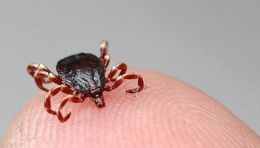 İstanbulda kene tehlikesi Bu yıl 7 bin 2 kene ısırması vakası yaşandı