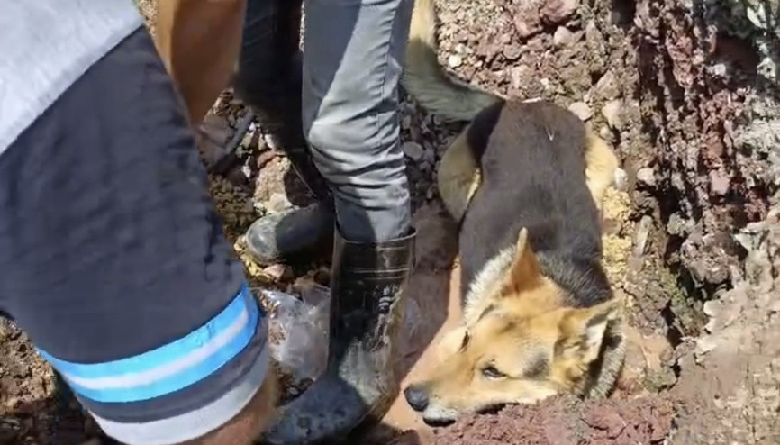 Kazı alanındaki su birikintisine giren köpek kamerada