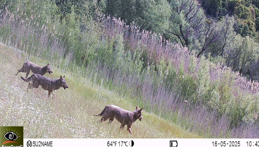 Bornovanın ormanlarında kurt sürüsü görüntülendi