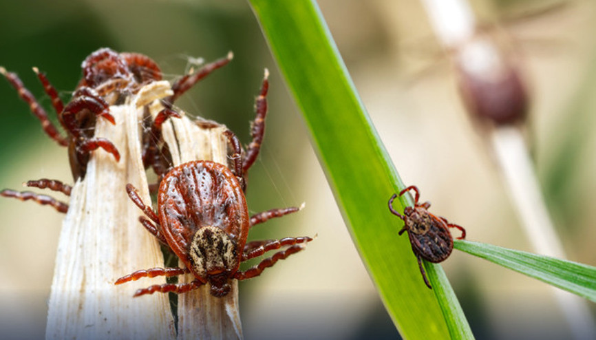 Kene istilası mı var Yeni bulunan tür hayatımızı nasıl etkileyecek ‘Diğer türlere göre yayılım hızı daha yüksek