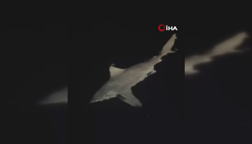 Heyecanla yakaladığı 2 buçuk metrelik devasa köpek balığını denize bıraktı