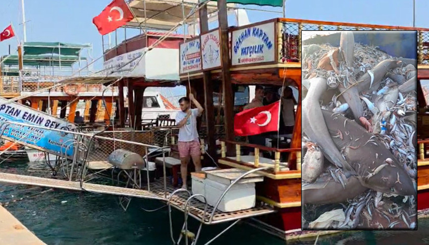 Mersinde 8 köpek balığı görülmüştü Turizmcilerden tepki: Mümkün değil