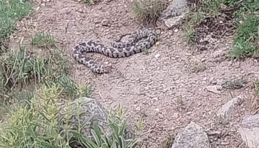 Zehirli engerek yılanı tehlikesi, korkuya neden oldu