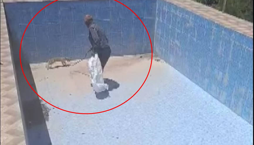 Boş havuza düşen yavru tilkiyi kurtardı; o anlar kamerada