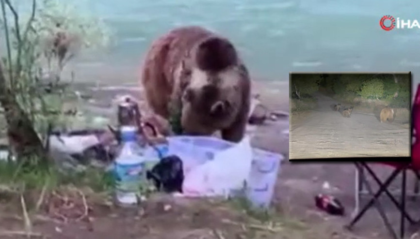 Tuncelide anne ayı ve yavruları piknikçilerin yanına geldi İşte o anlar