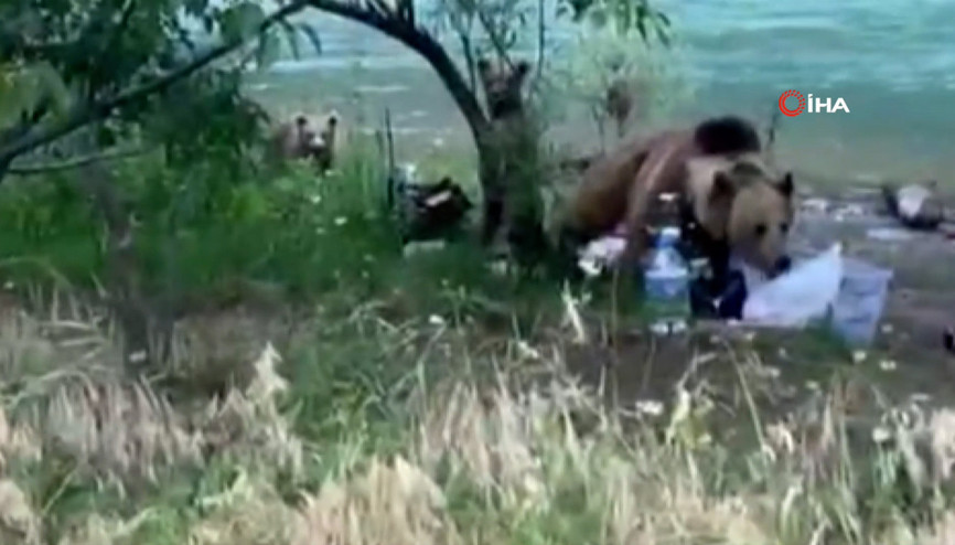 Tunceli’de anne ayı ve 2 yavrusu yiyecek ararken görüldü
