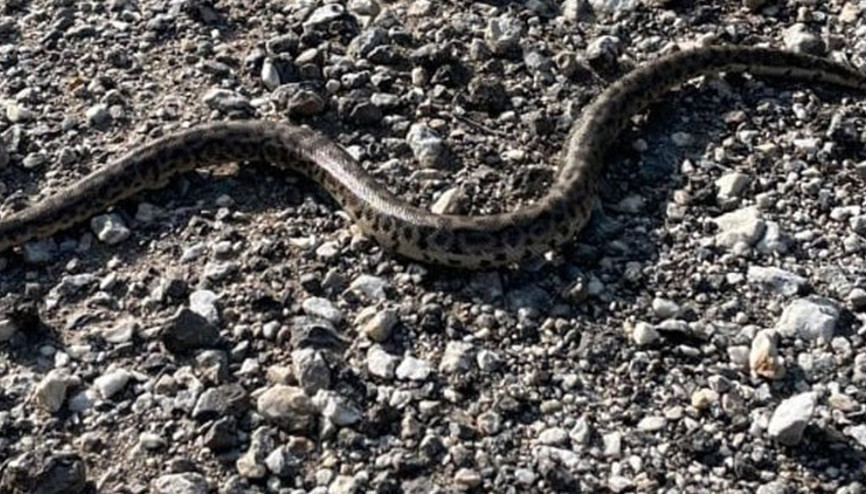 Şimdiye kadar kayıt altına alınmamıştı: Erzincanda bir vatandaş doğa yürüyüşünde karşılaştı Şimdiye kadar kayıt altına alınmamıştı: Erzincanda bir vatandaş doğa yürüyüşünde karşılaştı