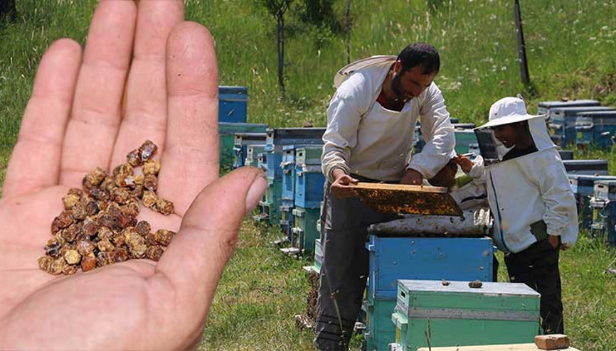 Çöpe gidiyordu, şimdi kilosu 3 bin TL’den satılıyor... 1 kilogram ete eşdeğer protein barındırıyor