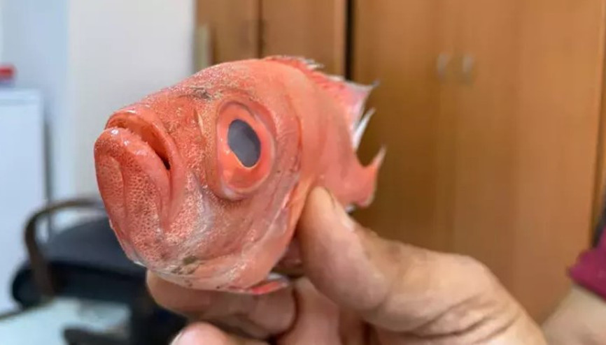 Antalya’da ilk kez ‘mandagöz’ balığı görüldü