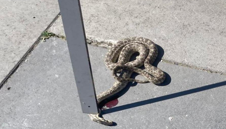 Yenimahalle’de yılan paniği Yenimahalle’de yılan paniği