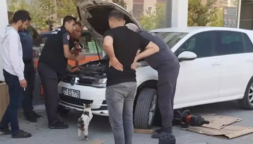 Anne kedi, mahsur kalan 4 yavrusu kurtarılana kadar otomobilin başında bekledi