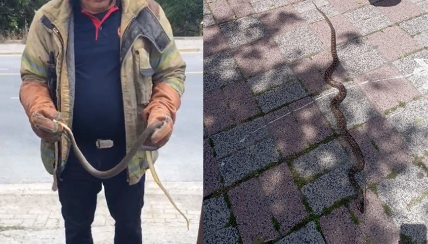 Havalar ısındı her yeri bastılar İstanbulda yılan paniği En riskli 7 ilçe açıklandı