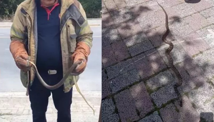 İstanbul’da havalar ısındı, yılanlar ortaya çıktı